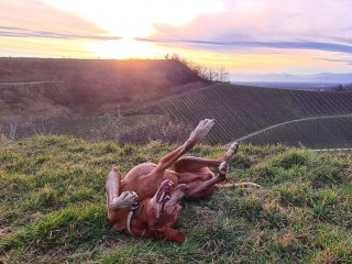 Laslo- Magyar Vizsla- kann sich so freuen