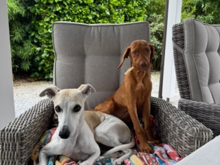 Leni-Magyar Vizsla u. Freundin- Beginn einer wunderbaren Freundschaft