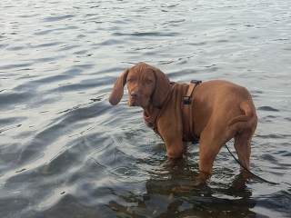 Leo-Magyar Vizsla-soll ich oder soll ich nicht?