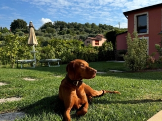 Liz-Magyar Vizsla- ganz entspannt