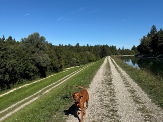 Liz- Magyar Vizsla -Im Sauseschritt Richtung Herbst-