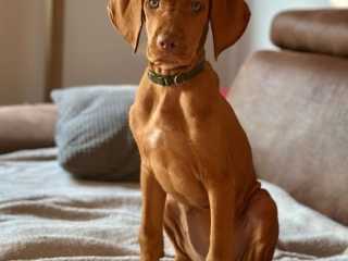 Maggie-Magyar Vizsla- nachdenklich