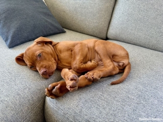 Maika-Magyar Vizsla-bequemer geht´s nimmer