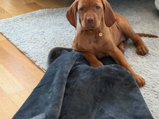 Maika-Magyar Vizsla-so eine schöne Decke!
