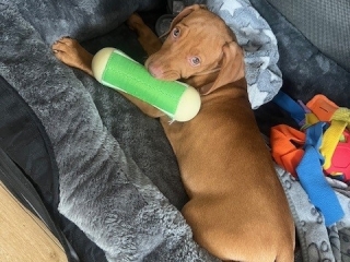 Mailo - Magyar Vizsla- bitte nicht stören