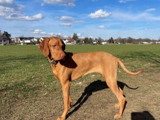 Maja-Magyar Vizsla- in voller Größe