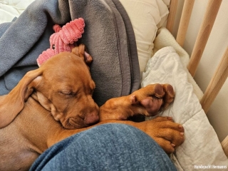Marcel- Magyar Vizsla - endlich ausruhen!