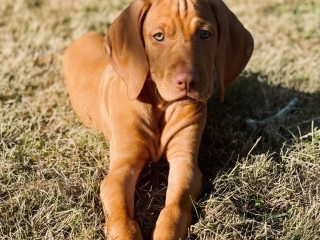 Nala- Magyar Vizsla-tiefenentspannt