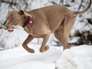 Nele - Weimaraner-Fit wie eh und je
