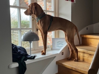 Nelli-Magyar Vizsla-VIP-Platz