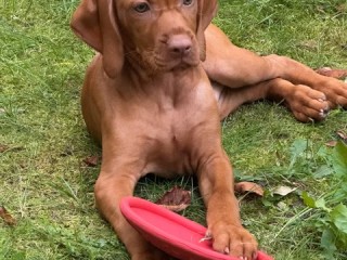 Nelli -Magyar Vizsla- klasse Spielzeug