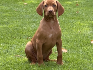 Maggie - Magyar Vizsla- hier bin ich und jetzt?