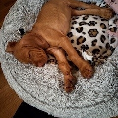 Niklas-Magyar Vizsla-soo gemütlich -