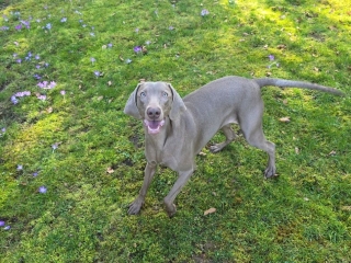Nimue-Weimaraner- Lächelt,endlich Frühling