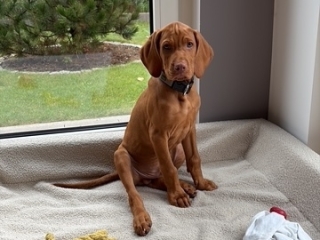 Niño - Magyar Vizsla - mein Reich