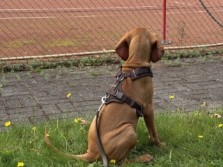 Nobella-Lotta-Magyar Vizsla- als Zaungast -