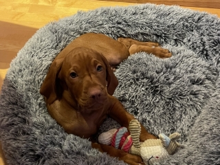 Norman-Paul - Magyar Vizsla - neues Bettchen, neues Spielzeug-angekommen