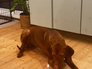 Olli-Magyar Vizsla - Geburtstag