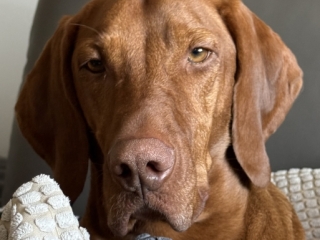 Otto- Magyar Vizsla - mir gehts gut -