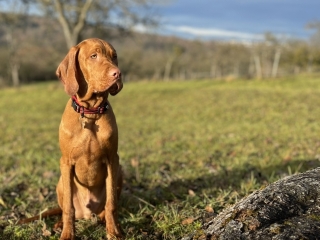 Paul-Magyar Vizsla- ruht sich aus nach langem Lauf-