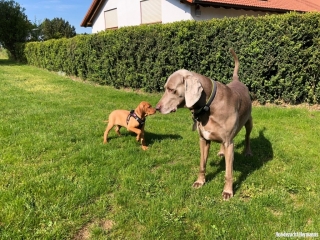 Weimaraner Hund mit Magyar Vizsla Hundewelpe