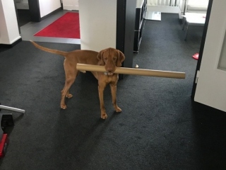 Magyar Vizsla Hund Rufus - bei der Arbeit