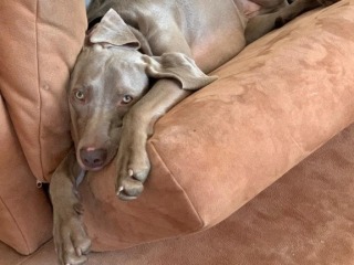 Weimaraner -Schröder- ist das bequem