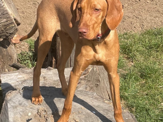Taro-Magyar Vizsla- Standpunkt
