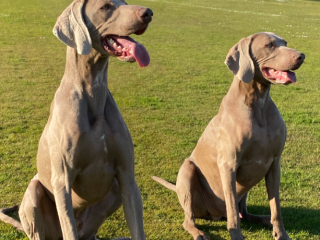 Fritz und Poldi - Weimaraner - zwei Wildförster