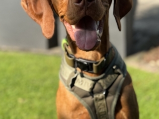 Theo-Portraet-Magyar Vizsla-der fröhliche Hund