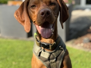 Theo-Magyar Vizsla-der glückliche Vizsla
