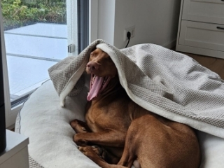 Toni-Magyar Vizsla- wer stört?